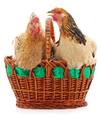 Beyaz arka planda izole edilmiş tavuk ve sepet..