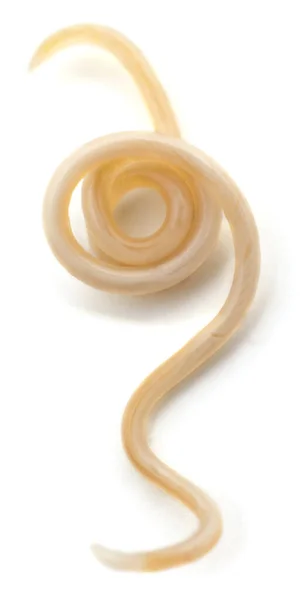 White Roundworm Parasite Isolated White Background — Stock Photo, Image