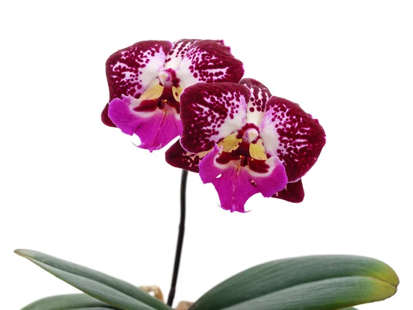Roze Orchidee Bloemen Geïsoleerd Een Witte Achtergrond — Stockfoto