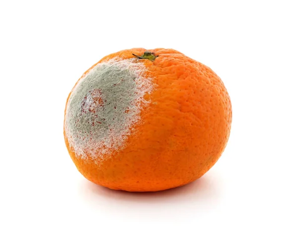 One Rotten Mandarin Isolated White Background — Stock Photo, Image