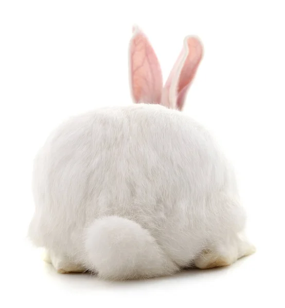 Back White Rabbit Isolated White Background — Stock Photo, Image