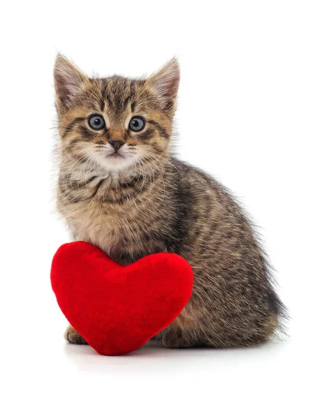 Кіт Червоне Серце Ізольовані Білому Тлі — стокове фото