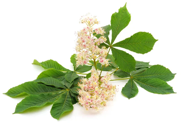 Flor Castanha Com Folhas Isoladas Sobre Fundo Branco — Fotografia de Stock