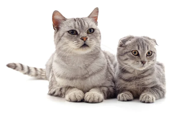 Gato Com Gatinho Isolado Fundo Branco — Fotografia de Stock