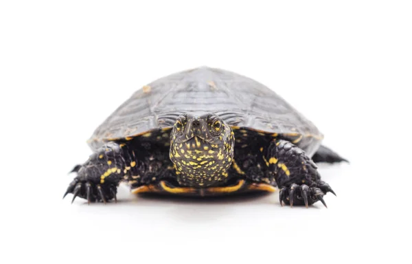 Une Grosse Tortue Isolée Sur Fond Blanc — Photo