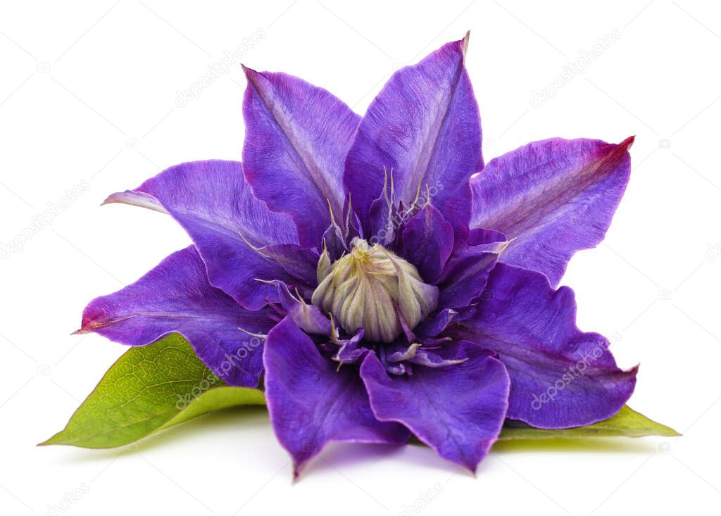 Blue clematis flower isolated on a white background.