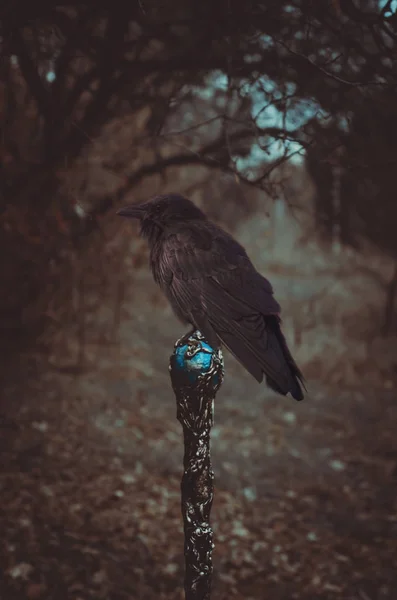 Halloween, holiday, October 31-black crow on a stick in a dark, dark forest — Stock Photo, Image