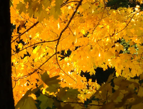 Yellow leaves in fall season — Stock Photo, Image