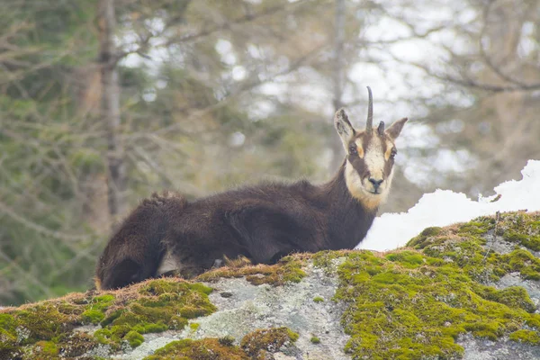 Camurça Caça Grama Neve Chamois Caminha Neve — Fotografia de Stock