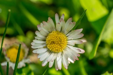 Bahar closeup çiçeklenir