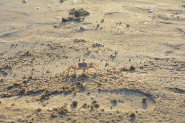 Yengeç plaj arasında taşıma