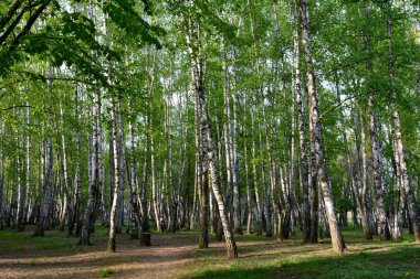 Bahar yeşil huş grove