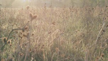 Almanca shorthaired alanında poz işaretçisi