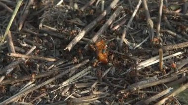 Almanca shorthaired alanında poz işaretçisi