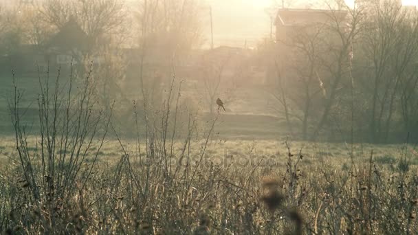 Kortharige Duitse poseren in het veld — Stockvideo