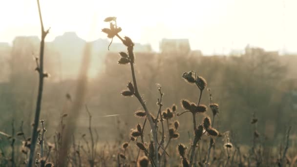 German shorthaired pointer posing in the field — Stock Video