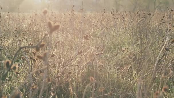 Немецкий короткокрылый указатель позирует в поле — стоковое видео