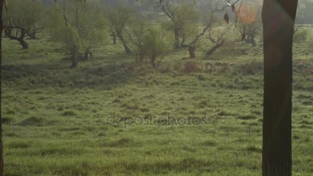 Немецкий короткокрылый указатель позирует в поле — стоковое видео