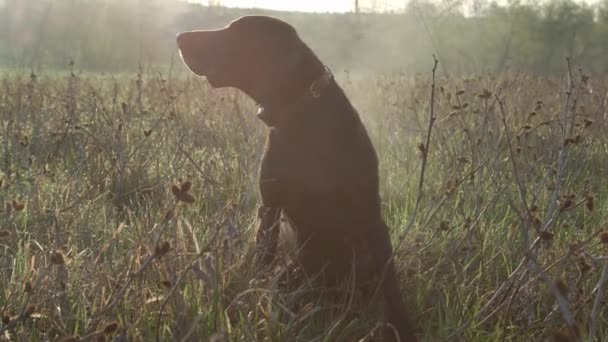 German shorthaired pointer posing in the field — Stock Video