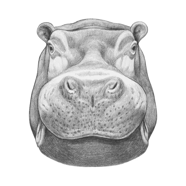 Portret hippo duży — Zdjęcie stockowe