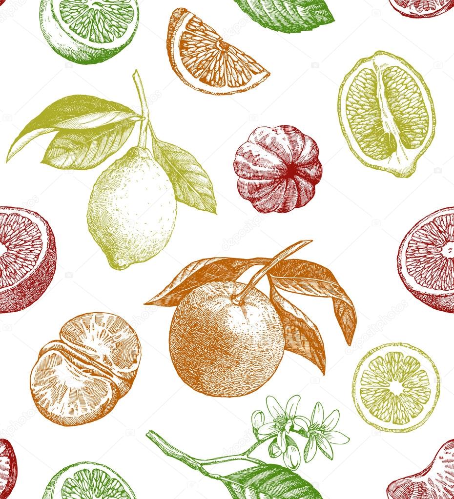 hand drawn citrus fruits