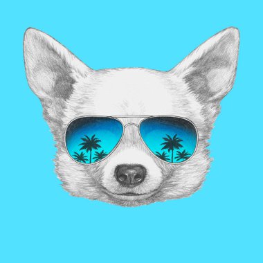 Şirin Chihuahua köpek el çekilmiş 