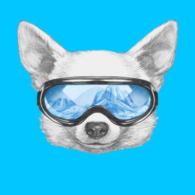 Şirin Chihuahua köpek el çekilmiş 