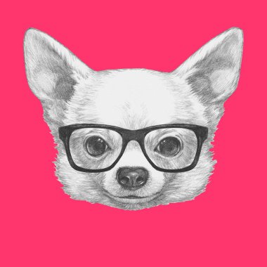 Şirin Chihuahua köpek el çekilmiş 