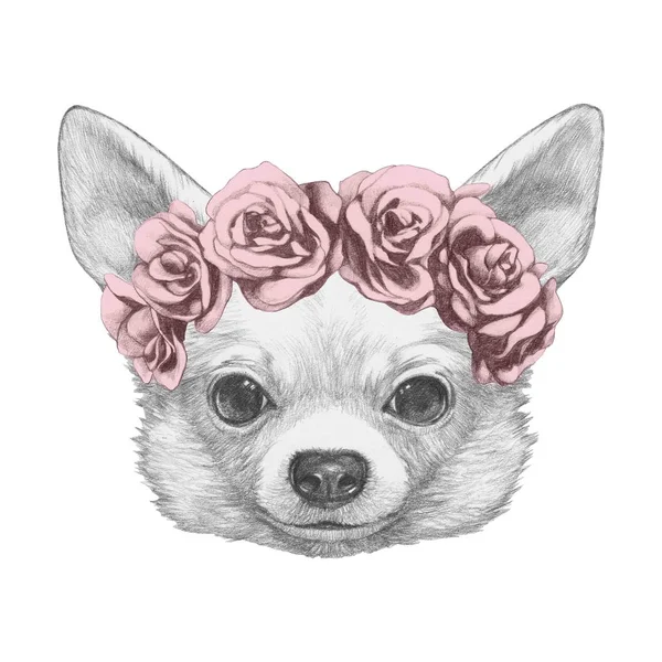 Chien Chihuahua mignon dessiné à la main — Photo