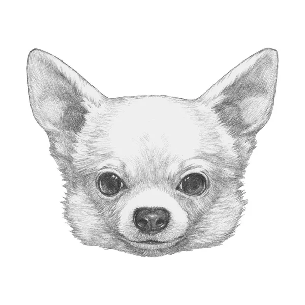 Mano disegnato simpatico cane Chihuahua — Foto Stock