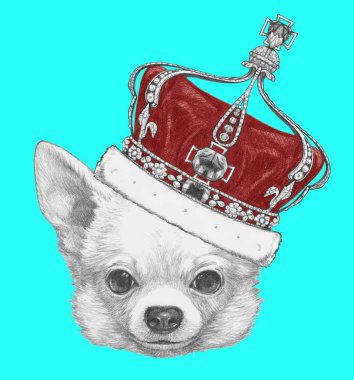 Şirin Chihuahua köpek el çekilmiş 