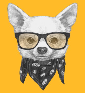 Şirin Chihuahua köpek el çekilmiş 