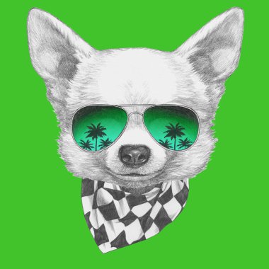 Şirin Chihuahua köpek el çekilmiş 