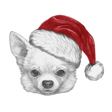 Şirin Chihuahua köpek el çekilmiş 