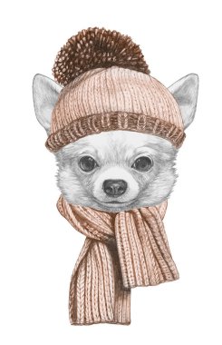 Şirin Chihuahua köpek el çekilmiş 