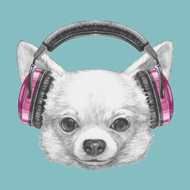 Şirin Chihuahua köpek el çekilmiş 
