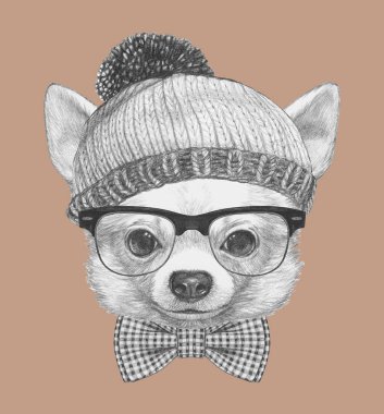Şirin Chihuahua köpek el çekilmiş 