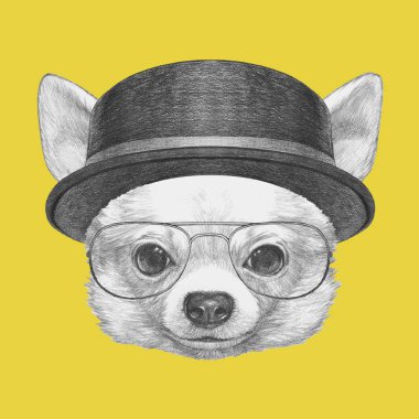Şirin Chihuahua köpek el çekilmiş 