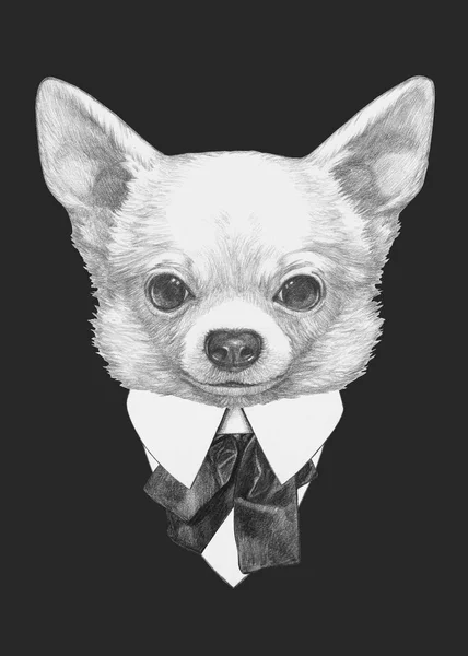 Hand dras söt Chihuahua hund — Stockfoto
