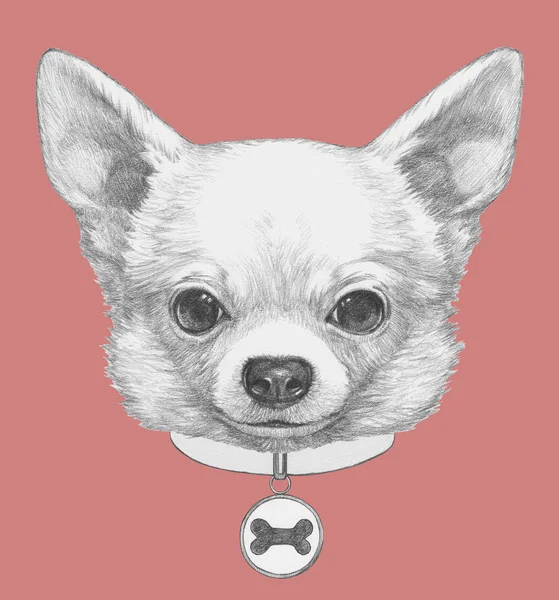 Kézzel rajzolt aranyos Chihuahua kutya — Stock Fotó