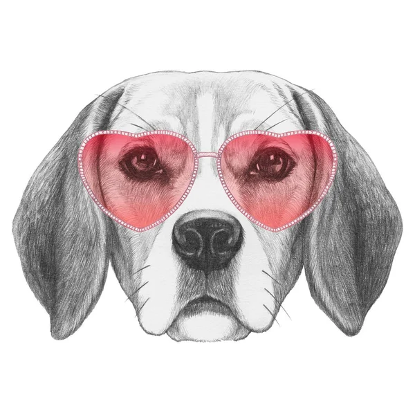 Beagle com óculos em forma de coração — Fotografia de Stock