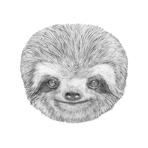 Portrait of Sloth on white — Stock Photo, Image
