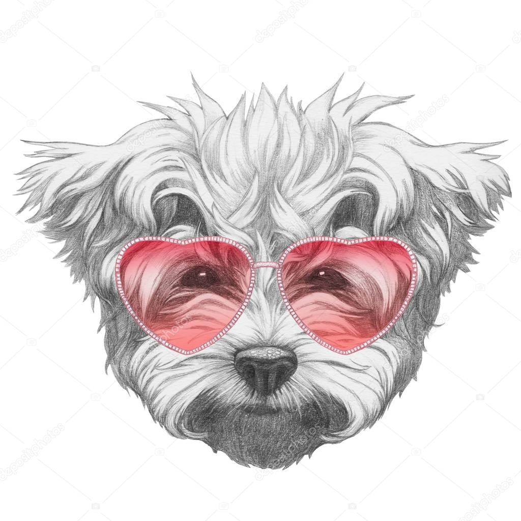 Maltese Poodle with heart shaped glasses