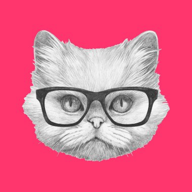 Farsça kedi gözlüklü