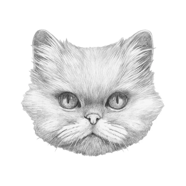 Portret van Perzische kat — Stockfoto