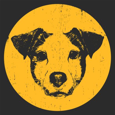 Jack Russell köpek portresi
