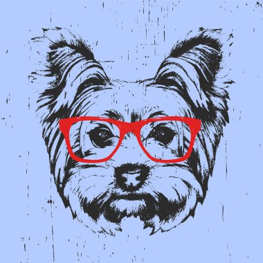 Yorkshire Terrier köpek portre gözlüklü