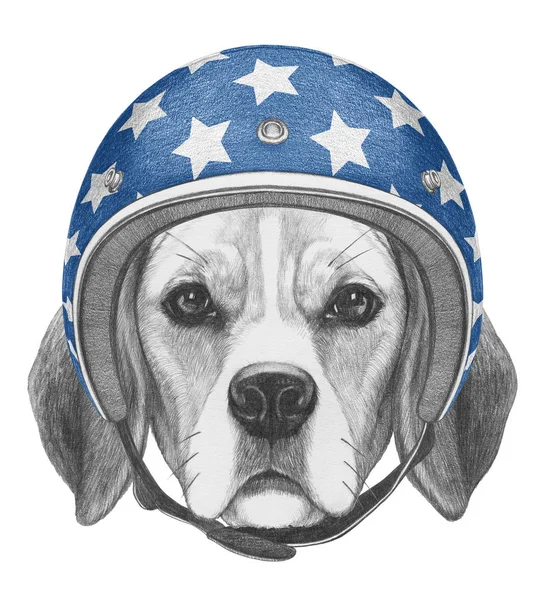 Beagle portresi kask içinde — Stok fotoğraf