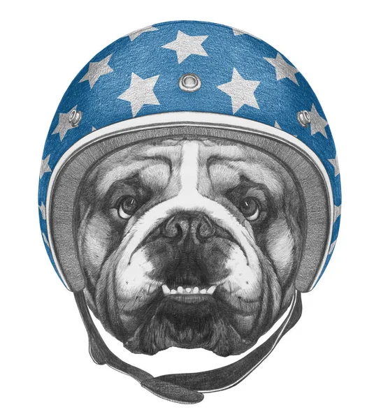 Bulldog portresi kask içinde — Stok fotoğraf