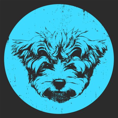 Malta fino köpeği portresi. 